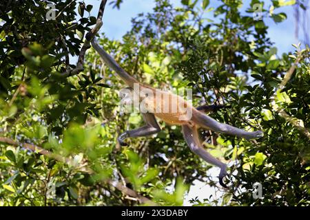 Le singe araignée de Geoffroy, singe araignée à mains noires, singe araignée d'Amérique centrale (Ateles geoffroyi), saute d'arbre en arbre dans la forêt tropicale, Co Banque D'Images