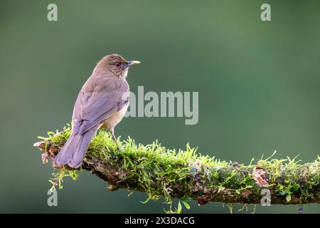 Grive argile, rouge-gorge argile (Turdus grayi), est assis sur une branche, Costa Rica, Boca Tapada Banque D'Images