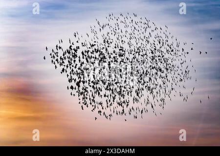 Étourneaux communs, étourneaux européens, étourneaux (Sturnus vulgaris), troupeau volant en contre-jour, Italie, Toscane Banque D'Images