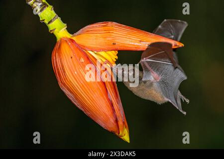 La chauve-souris à longues languettes ressemblant à une musaraignée, la chauve-souris à longues languettes de Pallas (Glossophaga soricina), suce le nectar de la fleur de bananier la nuit, Costa Rica, Boca Tapada Banque D'Images