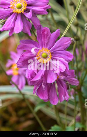 Anémone japonaise, fleur japonaise, anémone chinoise (Anemone hupehensis 'Prinz Heinrich', Anemone hupehensis Prinz Heinrich, Anemone hupehensis var Banque D'Images