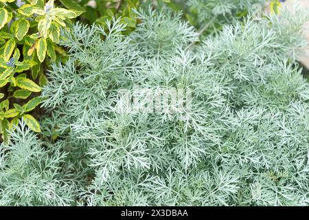 Armoise (Artemisia arborescens 'Powis Castle', Artemisia arborescens Powis Castle), cultivar Powis Castle Banque D'Images