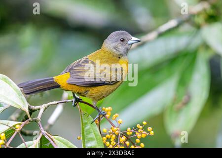 Tanager écarlate, tanager de Passerini (Ramphocelus passerinii), femelle assise dans un buisson de Miconia longifolia, Costa Rica, la Fortuna Banque D'Images