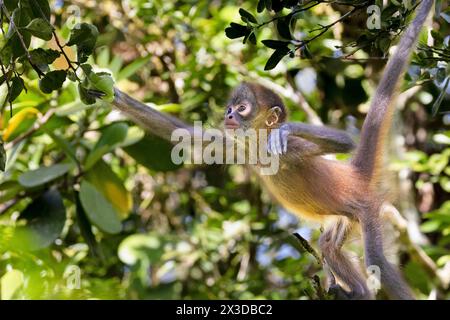 Singe araignée de Geoffroy, singe araignée à mains noires, singe araignée d'Amérique centrale (Ateles geoffroyi), juvénile cherche de la nourriture dans la forêt tropicale, Banque D'Images