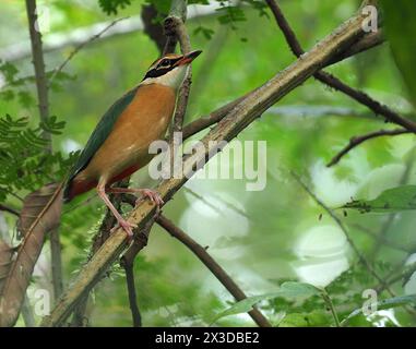 Pitta à ailes bleues, pitta indien (Pitta brachyura), assis sur une branche, Inde Banque D'Images