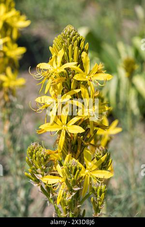 Asphodel jaune (Asphodeline lutea), floraison, Europe, Bundesrepublik Deutschland Banque D'Images