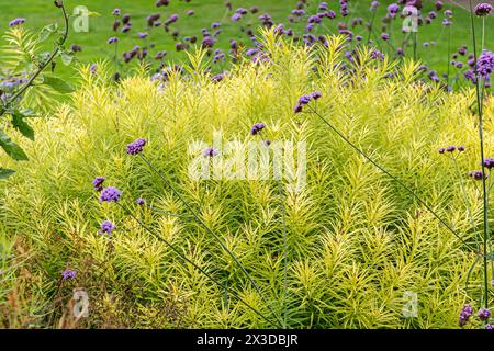 Hubricht's bluestar, Arkansas bluestar, Thread-leaf bluestar, Common Bluestar, Amsonia (Amsonia hubrichtii), feuilles aux couleurs d'automne, avec floraison T Banque D'Images