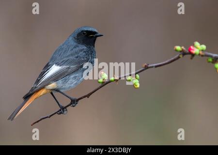 Rouge-start noir (Phoenicurus ochruros), mâle perché sur une brindille à fleurs rouges, vue de côté, Italie, Toscane, Piana fiorentina; Stagno di Peretola, Firenze Banque D'Images