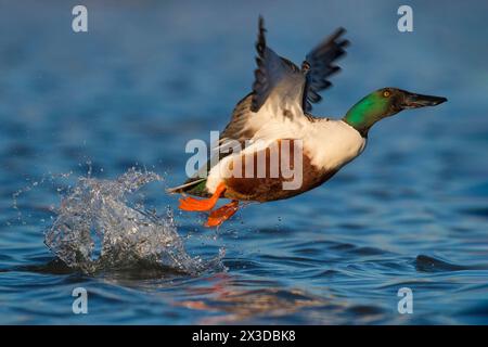 pelleteuse du nord, pelleteuse (Anas clypeata, spatule clypeata), drake à partir de l'eau, vue latérale, Italie, Toscane, Piana fiorentina; Oasi dell Banque D'Images