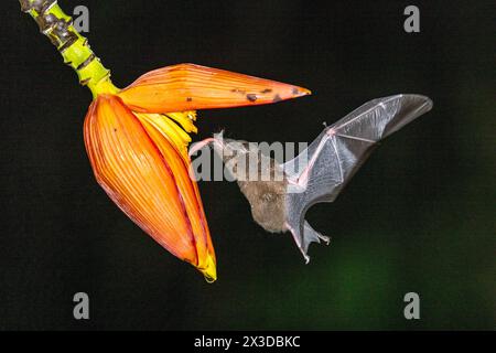 La chauve-souris à longues languettes ressemblant à une musaraignée, la chauve-souris à longues languettes de Pallas (Glossophaga soricina), suce le nectar de la fleur de bananier la nuit, Costa Rica, Boca Tapada Banque D'Images