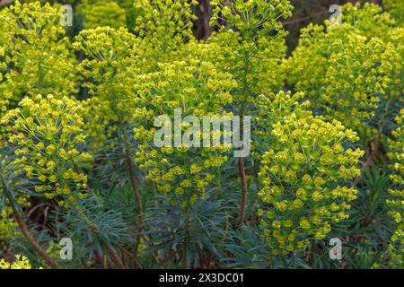 Euphorbia characias, Allemagne. Palisaden-Wolfsmilch (Euphorbia characias), Deutschland. Banque D'Images