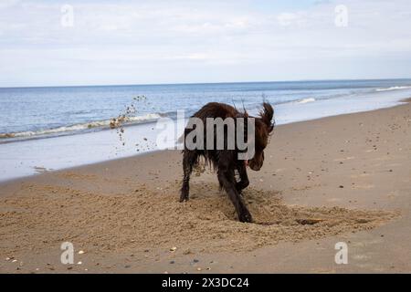 Setter irlandais creusant sur la plage de Domburg sur Walcheren, Zélande, pays-Bas. Irish Setter Buddelt am Strand von Domburg auf Walcheren, Zeeland, ni Banque D'Images