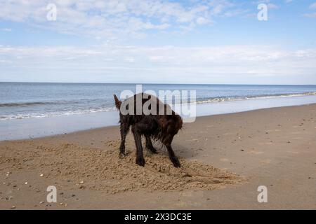 Setter irlandais creusant sur la plage de Domburg sur Walcheren, Zélande, pays-Bas. Irish Setter Buddelt am Strand von Domburg auf Walcheren, Zeeland, ni Banque D'Images