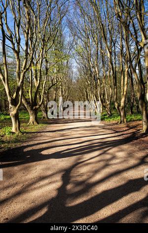 Ruelle de hêtres à la réserve naturelle de Manteling près d'Oostkapelle sur la péninsule Walcheren, Zélande, pays-Bas. Buchenallee im Naturschutzgebiet de Banque D'Images