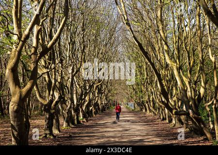 Ruelle de hêtres à la réserve naturelle de Manteling près d'Oostkapelle sur la péninsule Walcheren, Zélande, pays-Bas. Buchenallee im Naturschutzgebiet de Banque D'Images