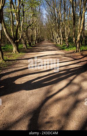 Ruelle de hêtres à la réserve naturelle de Manteling près d'Oostkapelle sur la péninsule Walcheren, Zélande, pays-Bas. Buchenallee im Naturschutzgebiet de Banque D'Images