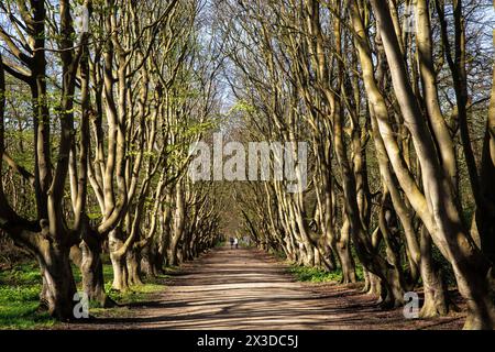 Ruelle de hêtres à la réserve naturelle de Manteling près d'Oostkapelle sur la péninsule Walcheren, Zélande, pays-Bas. Buchenallee im Naturschutzgebiet de Banque D'Images