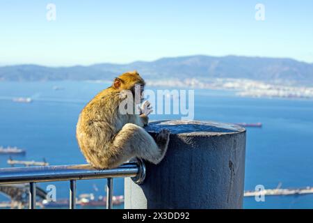 Macaque singe Barbary assis sur une clôture mangeant orange et profitant de la vue depuis le rocher de Gibraltar Banque D'Images