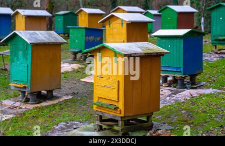 Rucher traditionnel dans la forêt. Raws de ruches d'abeilles colorées en bois. Ruche dans le jardin d'abeilles. Nid de toute colonie d'abeilles, cellules de cire prismatiques hexagonales Banque D'Images