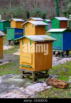 Rucher traditionnel dans la forêt. Raws de ruches d'abeilles colorées en bois. Ruche dans le jardin d'abeilles. Nid de toute colonie d'abeilles, cellules de cire prismatiques hexagonales Banque D'Images