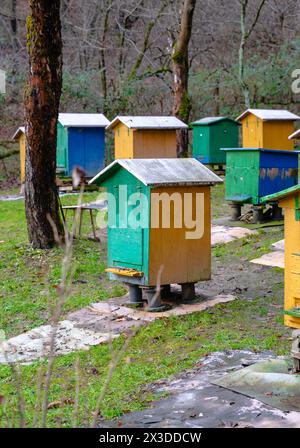 Rucher traditionnel dans la forêt. Raws de ruches d'abeilles colorées en bois. Ruche dans le jardin d'abeilles. Nid de toute colonie d'abeilles, cellules de cire prismatiques hexagonales Banque D'Images