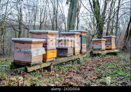 Rucher traditionnel dans la forêt. Raws de ruches d'abeilles colorées en bois. Ruche dans le jardin d'abeilles. Nid de toute colonie d'abeilles, cellules de cire prismatiques hexagonales Banque D'Images