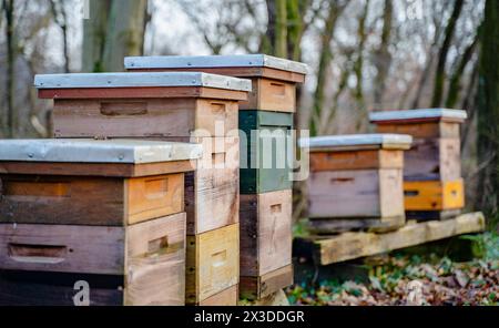 Rucher traditionnel dans la forêt. Raws de ruches d'abeilles colorées en bois. Ruche dans le jardin d'abeilles. Nid de toute colonie d'abeilles, cellules de cire prismatiques hexagonales Banque D'Images