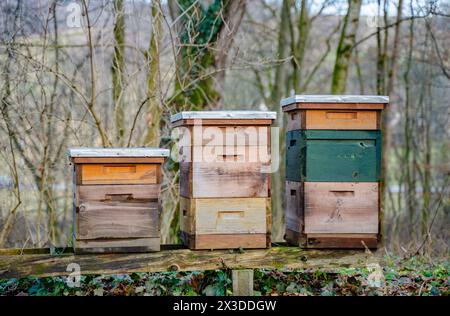 Rucher traditionnel dans la forêt. Raws de ruches d'abeilles colorées en bois. Ruche dans le jardin d'abeilles. Nid de toute colonie d'abeilles, cellules de cire prismatiques hexagonales Banque D'Images