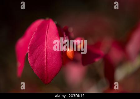 Feuilles et baies rouges vives à l'automne Banque D'Images