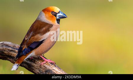 Hawfinch, Coccothraustes occothraustes, forêt méditerranéenne, Castilla y Leon, Espagne, Europe Banque D'Images