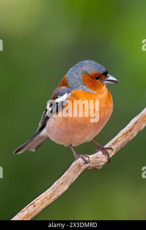 Chaffinch, Fringilla coelebs, Mediterranean Forest, Castilla y Leon, Espagne, Europe Banque D'Images