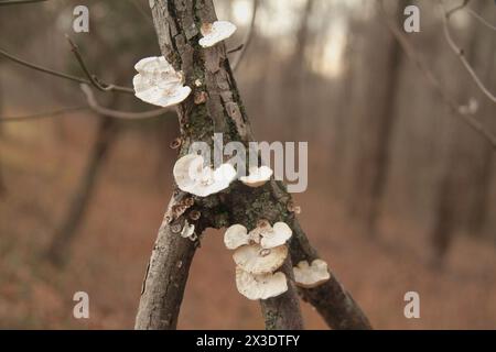 Virginie, États-Unis champignons poussant sur une branche d'arbre morte. Banque D'Images