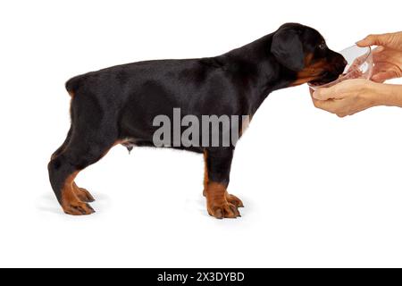 Le chiot Doberman mange du bol dans les mains des femelles. Banque D'Images