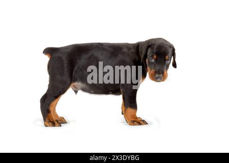 Portrait d'un chiot doberman debout isolé sur blanc. Banque D'Images