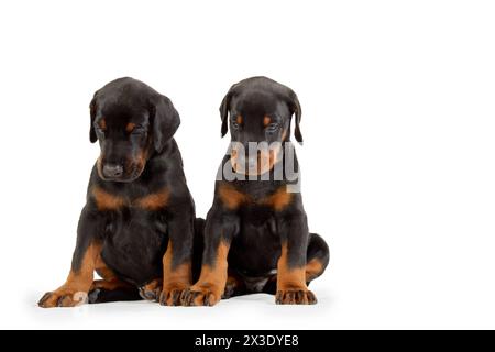 Deux chiots doberman isolés sur blanc. Banque D'Images