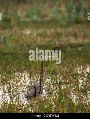 héron pourpre ou ardea purpurea gros plan d'art pendant la migration hivernale dans les eaux peu profondes ou les zones humides du parc national keoladeo réserve d'oiseaux bharatpur Banque D'Images