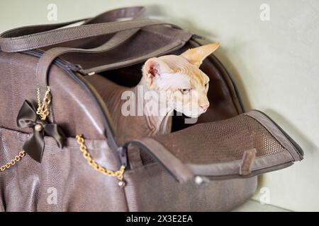 Le chat Sphinx est assis dans un sac pour animaux de compagnie. Banque D'Images