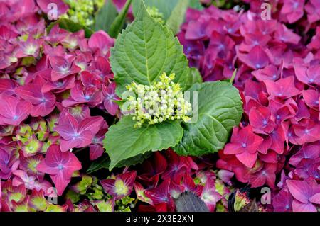 Copenhague /Danemark/ 26 avril 2024 /Hortensia fllowers planbts im danish capital Copenhagen.(photo.Francis Joseph Dean/Dean Pictures) Banque D'Images