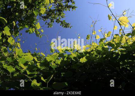 Vignes poussant jusqu'au ciel et illuminées par le soleil d'été Banque D'Images