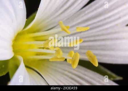 Gros plan de la fleur de Stellaria holostea, la chiches Banque D'Images