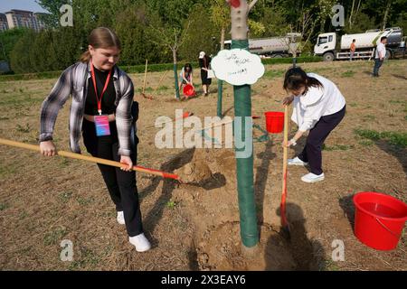 Pékin, province chinoise du Hebei. 20 avril 2024. Des étudiants chinois et américains plantent un arbre à Zhengding, dans la province du Hebei, au nord de la Chine, le 20 avril 2024. Au total, 32 élèves et huit enseignants du lycée Muscatine, dans l'État américain de l'Iowa, ont récemment participé à un voyage d'étude d'une semaine à Pékin, Hebei et Shanghai. La délégation du lycée Muscatine fait partie d'un programme initié par la Chine qui invitera 50 000 jeunes américains en Chine dans les cinq ans pour des échanges et des études. La délégation est le deuxième lot de l'école. Crédit : Zhang Can/Xinhua/Alamy Live News Banque D'Images