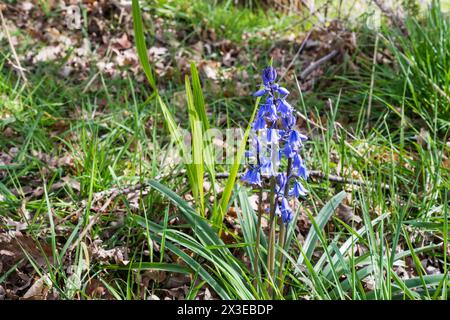 Hyacinthoides hispanica, une cloche bleue espagnole, poussant à l'état sauvage dans le Norfolk. Banque D'Images