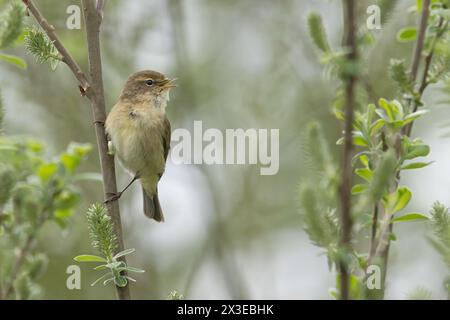 Chiffchaff commun (Phylloscopus collybita) chantant Norfolk avril 2024 Banque D'Images