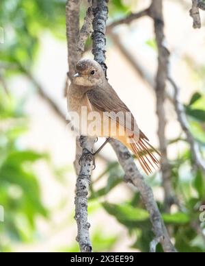 Femelle (Phoenicurus phoenicurus) Paphos, Chypre Banque D'Images