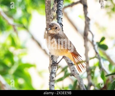 Femelle (Phoenicurus phoenicurus) Paphos, Chypre Banque D'Images