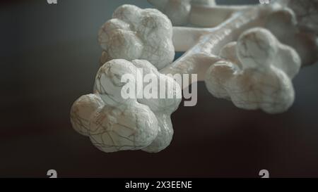 Rendu 3D des alvéoles humaines Banque D'Images