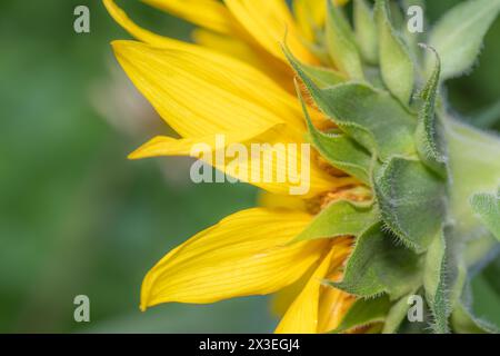 Une vue latérale d'un tournesol, Helianthus, poussant dans le jardin. Banque D'Images
