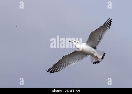 Petite mouette (Larus minutus) attrapant une mouche Frampton Lincolnshire avril 2024 Banque D'Images