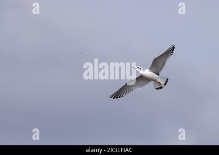 Petite mouette (Larus minutus) attrapant une mouche Frampton Lincolnshire avril 2024 Banque D'Images