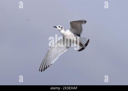 Petite mouette (Larus minutus) attrapant une mouche Frampton Lincolnshire avril 2024 Banque D'Images